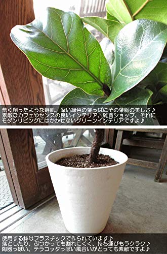 Amazon｜カシワバゴムの木 バンビーノ 曲がり仕立て 7号鉢サイズ 白色